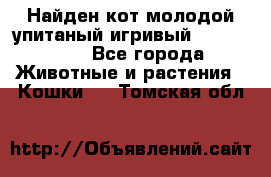 Найден кот,молодой упитаный игривый 12.03.2017 - Все города Животные и растения » Кошки   . Томская обл.